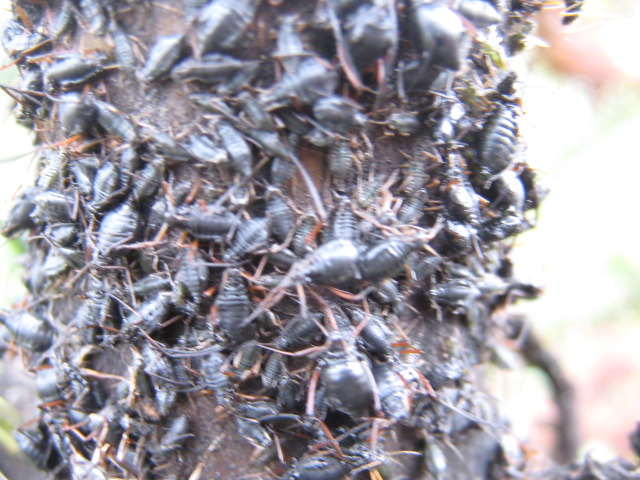 Your Christmas Tree Could Be Infested With Thousands Of Bugs