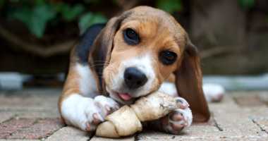 Bone treats may be deadly for dogs, FDA warns