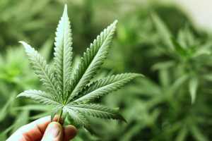 Cannabis, Cannabinoids