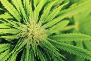 Marijuana (cannabis) plant
