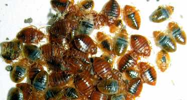 common bedbug (Cimex lectularius)